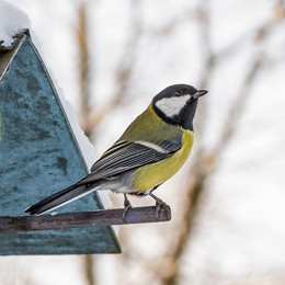 tit / ***