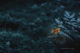 Over the edge / ***