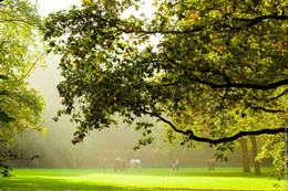 Kralingse bos / Summer scene in Dutch park Kralingse bos