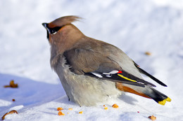 waxwing / ***