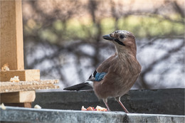 Portrait of an Unknown Woman / ***