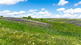 Russian field. / ***