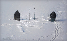 Hunting Forest captivity / ***