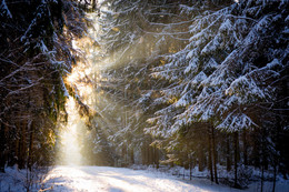 The sun in the winter forest / ...