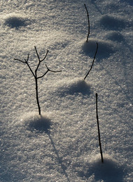 in the snow ... / ***