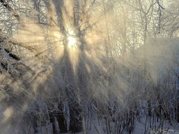 Frost and sun - a wonderful day! / ***