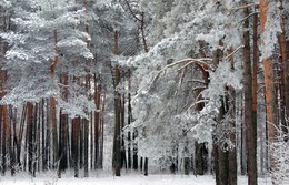 in the winter forest / ***