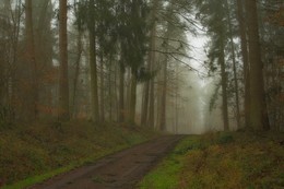 Foggy morning / ***