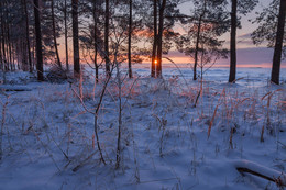 At the edge of forest / ***