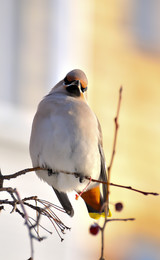 Waxwing. / ***