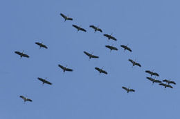 The Cranes Are Flying / ***