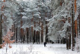 Winter Forest / ***