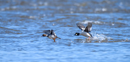 Common goldeneye / ***