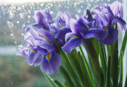 Irises / ***