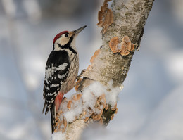 Middle Spotted Woodpecker / ......