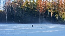 Winter fog. / ***