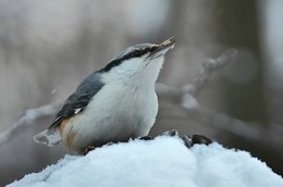 Nuthatch / ***