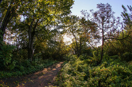 Autumn trail / ***