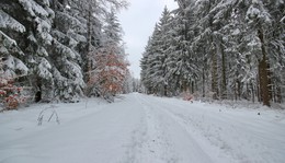 The silence of the winter forest / ***