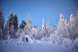 winters in the forest / ***