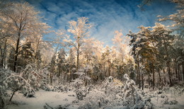winters in the forest / ***