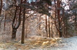 winters in the forest / ***