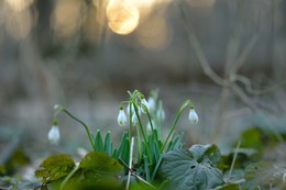 Primroses / ***