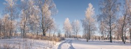 winter forest. / ***