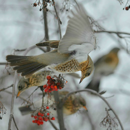 Thrushes / ***