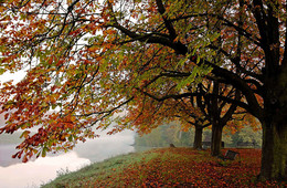 red leaves / ***