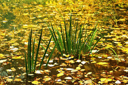 Autumn Pond / ***