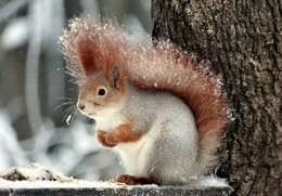 Squirrel in winter coat / ***
