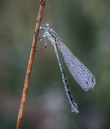 Dew / ***