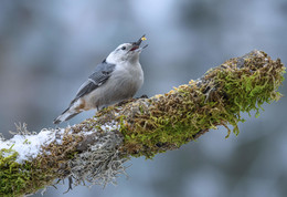 White-breasted Nuthatch / ***