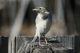 About the bird / ***