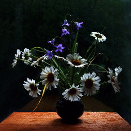 Daisies / ***