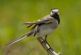 About the bird / ***
