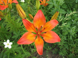 On the flower bed / ***