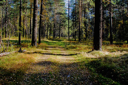 Forest / ***