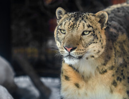 Snow leopard / ***