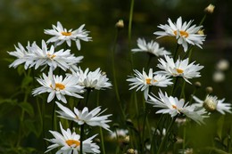 Daisies. / ***