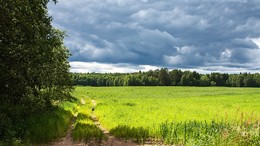 Field / ***