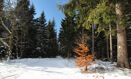 On a sunny morning / ***