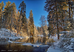 Morning in the winter forest. / ***