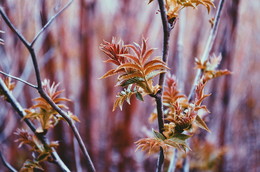 colors of autumn / vscocam