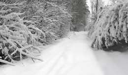 covered with snow ... / ***