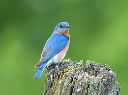 Eastern bluebird (male) / ***