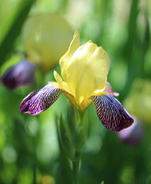 Irises / ***