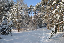 winters in the forest / ***