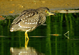 Heron / ***